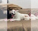 Small #1 Pomeranian Mix