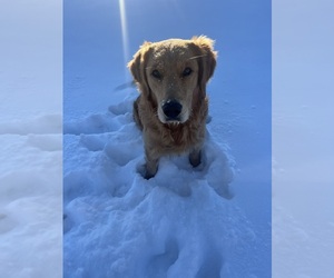 Father of the Golden Labrador puppies born on 12/19/2025
