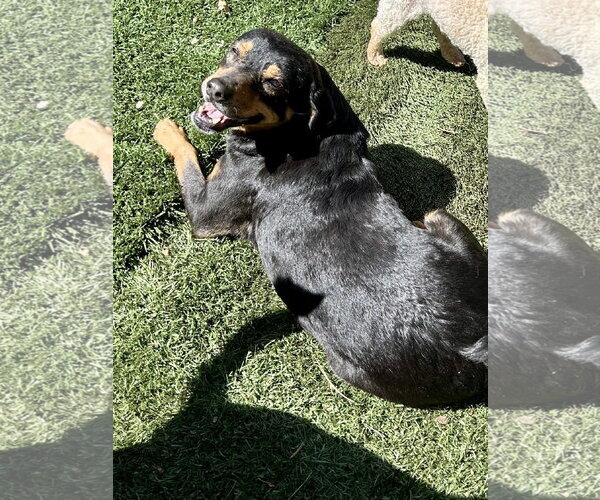 Medium Photo #3 Rottweiler-Unknown Mix Puppy For Sale in Ball Ground, GA, USA