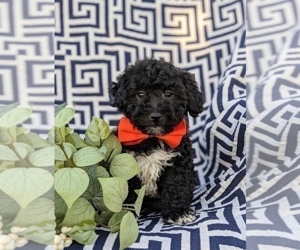 Medium Photo #1 Lhasa-Poo Puppy For Sale in LINCOLN UNIVERSITY, PA, USA