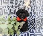 Small Photo #1 Lhasa-Poo Puppy For Sale in LINCOLN UNIVERSITY, PA, USA