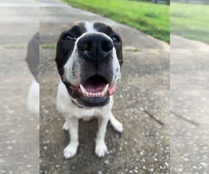Lab-Pointer Dogs for adoption in Rockaway, NJ, USA
