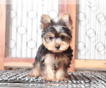 Small #2 Yorkshire Terrier