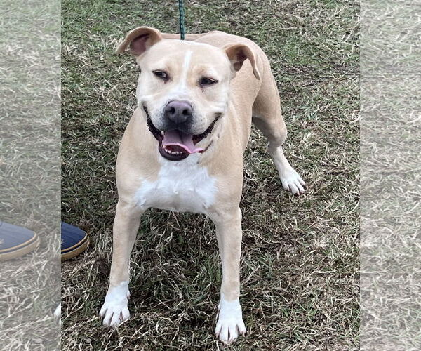 Medium Photo #2 Mutt Puppy For Sale in Farmerville, LA, USA