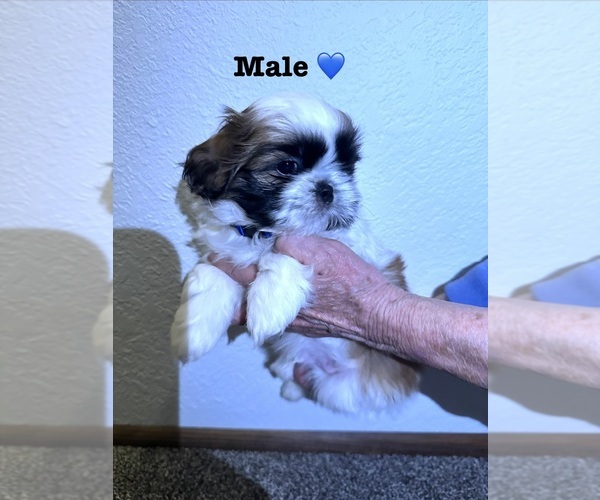 Medium Photo #3 Shih Tzu Puppy For Sale in OUTLOOK, WA, USA