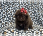 Small #1 ShihPoo