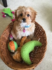 Cavapoo Puppy for sale in ALPHARETTA, GA, USA