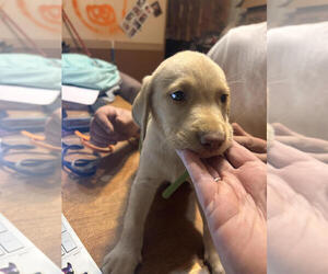 Medium Labrador Retriever
