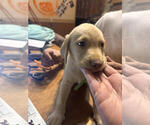 Puppy Lime Green Labrador Retriever