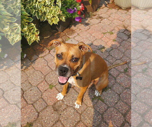 Medium Photo #8 Boxer Puppy For Sale in Burnsville, MN, USA