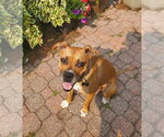 Small #7 Boxer