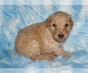 Labradoodle Puppy for sale in LA HABRA, CA, USA