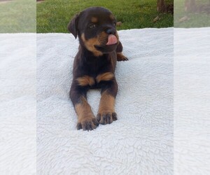 Rottweiler Puppy for Sale in RESEDA, California USA