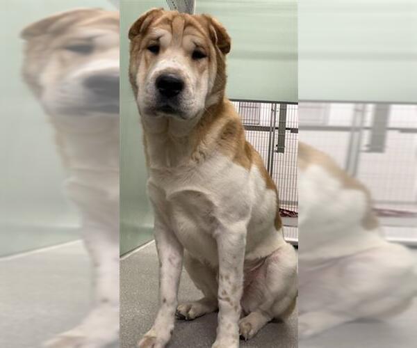 Medium Photo #1 Chinese Shar-Pei-Unknown Mix Puppy For Sale in Palmetto, FL, USA