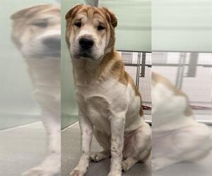 Chinese Shar-Pei-Unknown Mix Dogs for adoption in Palmetto, FL, USA