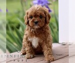 Small #3 Cavapoo (Miniature)