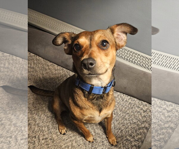 Medium Photo #1 Rat Terrier-Unknown Mix Puppy For Sale in Oakhurst, NJ, USA