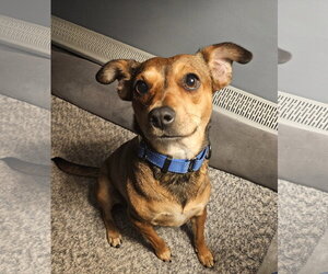 Rat Terrier-Unknown Mix Dogs for adoption in Oakhurst, NJ, USA