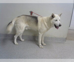 Alaskan Malamute-German Shepherd Dog Mix Dogs for adoption in Pasadena, TX, USA