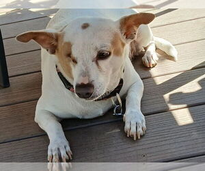 Jack Chi Dogs for adoption in San Francisco, CA, USA