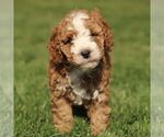 Small #2 Cavapoo (Miniature)