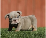 Small #2 English Bulldog