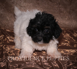 Havanese Puppy for sale in WAYLAND, IA, USA