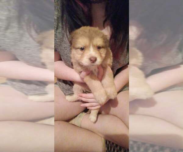 Medium Photo #3 Border Collie-Unknown Mix Puppy For Sale in New York, NY, USA