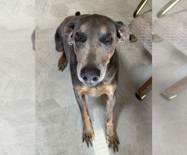 Medium Photo #3 Doberman Pinscher Puppy For Sale in Minneaoplis, MN, USA