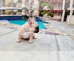 Small #4 French Bulldog