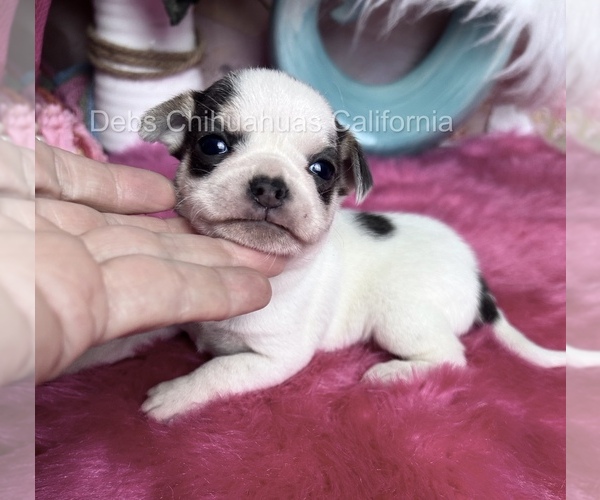 Medium Photo #2 Chihuahua Puppy For Sale in TRACY, CA, USA