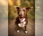 Small Retriever  Mix