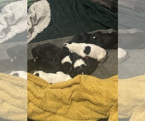 Great Dane Puppy for sale in CHARLOTTE, NC, USA