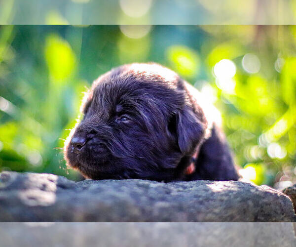 Medium Photo #4 Newfoundland Puppy For Sale in MADISON, WI, USA