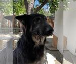Small #1 German Shepherd Dog Mix