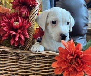 Jack Russell Terrier Puppy for sale in OKEMAH, OK, USA