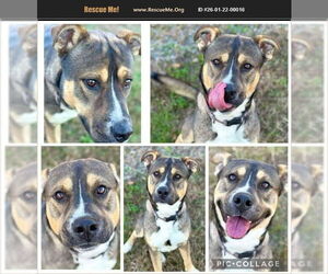 Siberian Husky-Unknown Mix Dogs for adoption in Benton, PA, USA