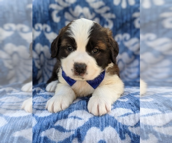 Medium Photo #6 Saint Bernard Puppy For Sale in LANCASTER, PA, USA
