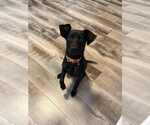 Small #1 Mutt