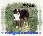 Image preview for Ad Listing. Nickname: Ross