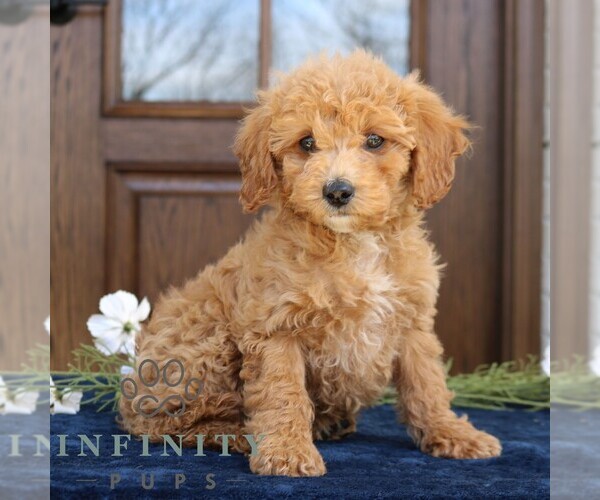 Medium Photo #1 Goldendoodle (Miniature) Puppy For Sale in NARVON, PA, USA