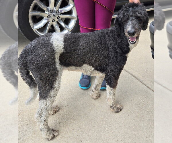 Medium Photo #1 Poodle (Standard) Puppy For Sale in San Antonio, TX, USA