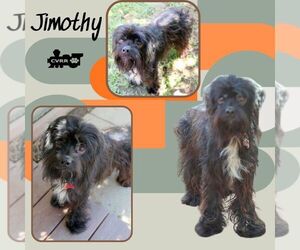Mutt Dogs for adoption in Lindsay, CA, USA
