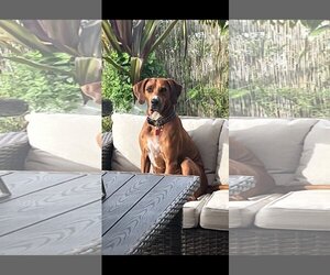 Plott Hound-Redbone Coonhound Mix Dogs for adoption in Davie, FL, USA