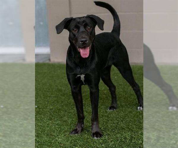 Medium Photo #2 Labrador Retriever-Unknown Mix Puppy For Sale in Baytown, TX, USA