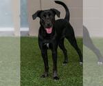 Small #1 Labrador Retriever Mix