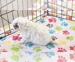 Small #12 Cavapoo (Miniature)-Poodle (Toy) Mix