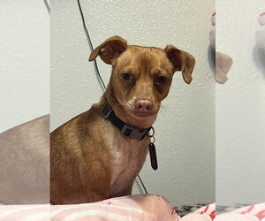Chip - Male Chihuahua Dog for Adoption - Photo #2