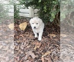 Small #2 Newfoundland-Samoyed Mix