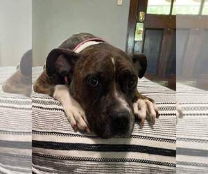 Rosie - Female Boxer-Unknown Mix Dog for Adoption - Photo #4